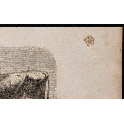 1860 - Vache d'Angeln 
