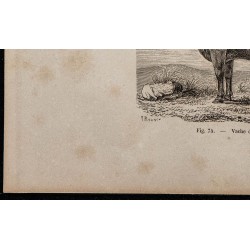 1860 - Vache d'Angeln 