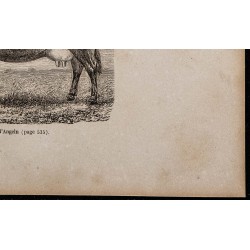 1860 - Vache d'Angeln 
