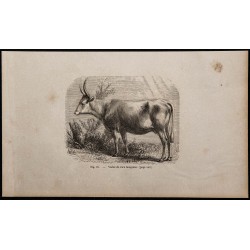 1860 - Vache de race hongroise 