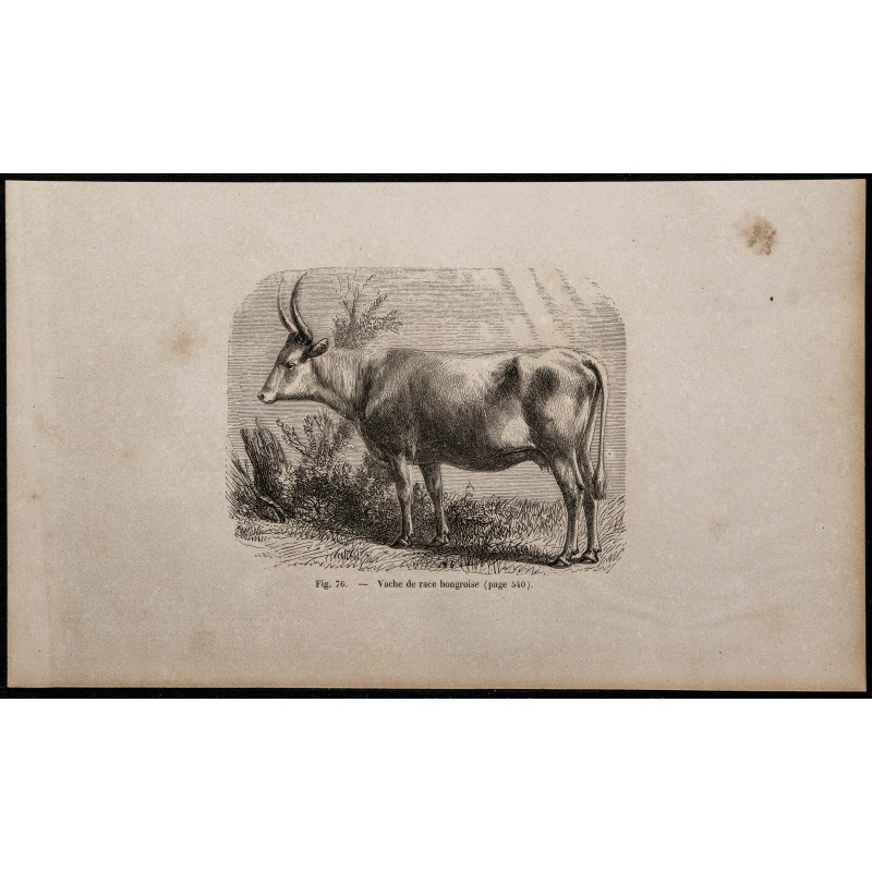 1860 - Vache de race hongroise 