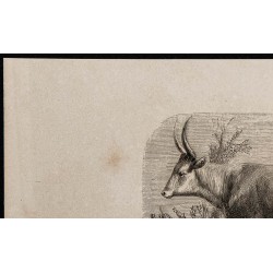 1860 - Vache de race hongroise 