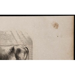 1860 - Vache de race hongroise 