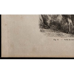 1860 - Vache de race hongroise 