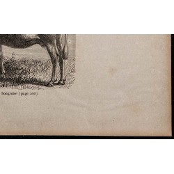 1860 - Vache de race hongroise 