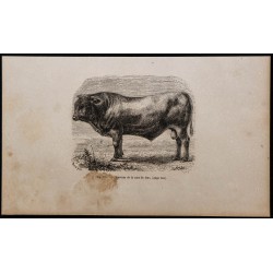 1860 - Taureau de la race de Dux 
