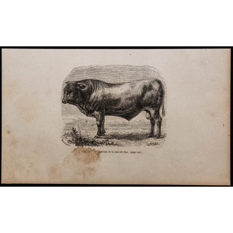 1860 - Taureau de la race de Dux 