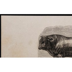 1860 - Taureau de la race de Dux 
