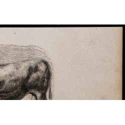 1860 - Taureau de la race de Dux 
