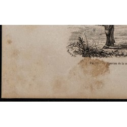 1860 - Taureau de la race de Dux 