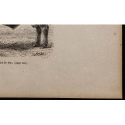 1860 - Taureau de la race de Dux 
