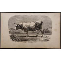 1860 - Vache de Mariaof 
