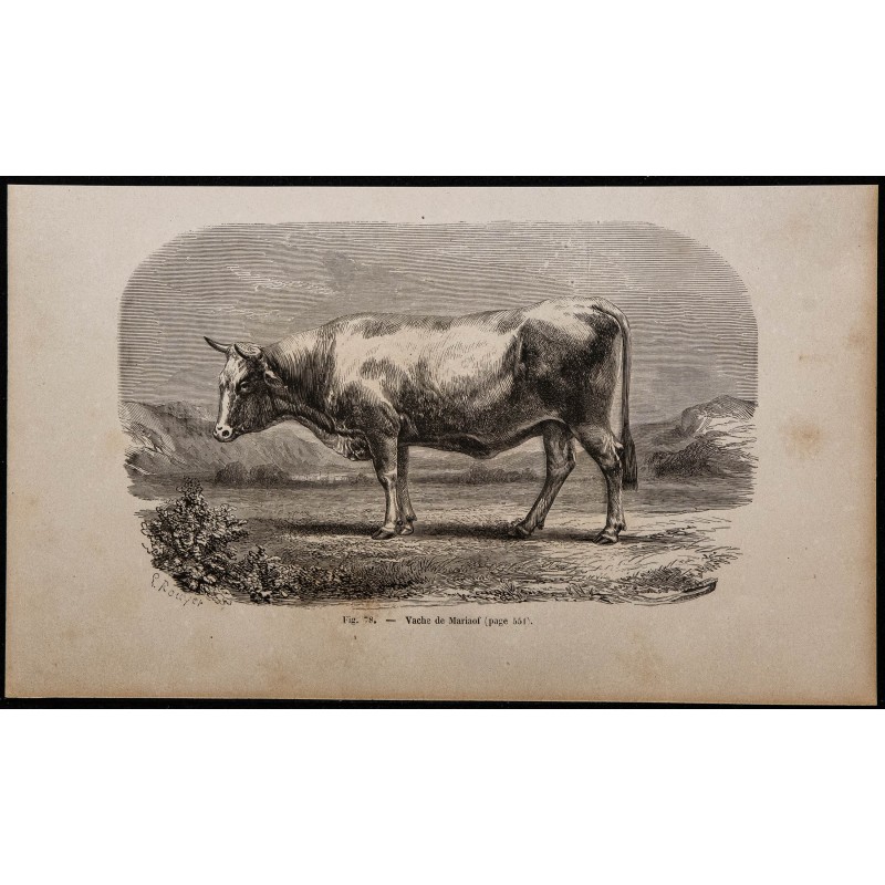 1860 - Vache de Mariaof 