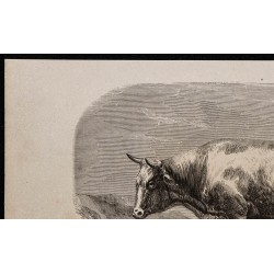1860 - Vache de Mariaof 