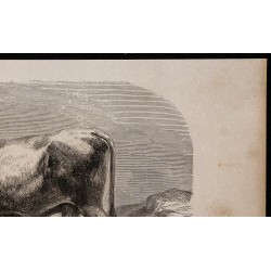 1860 - Vache de Mariaof 