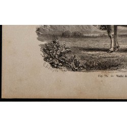 1860 - Vache de Mariaof 