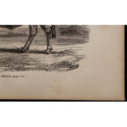 1860 - Vache de Mariaof 