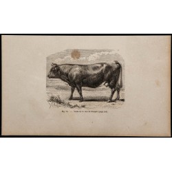 1860 - Vache de la race de Pinzgau 
