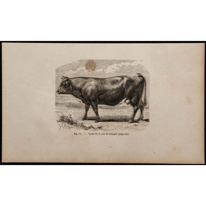 1860 - Vache de la race de Pinzgau 