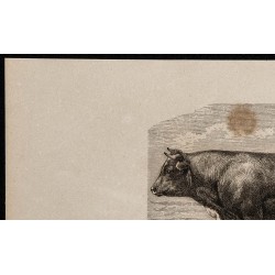 1860 - Vache de la race de Pinzgau 