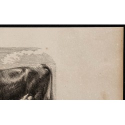 1860 - Vache de la race de Pinzgau 