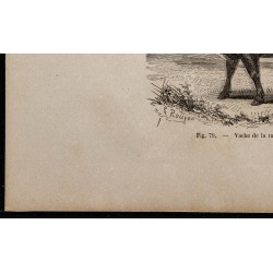 1860 - Vache de la race de Pinzgau 