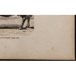 1860 - Vache de la race de Pinzgau 