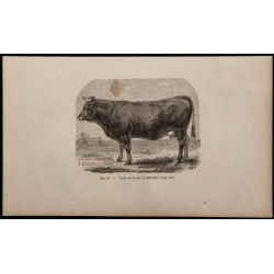 1860 - Vache de la race de Zillerthal 