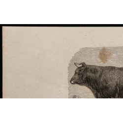 1860 - Vache de la race de Zillerthal 