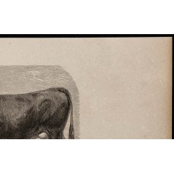 1860 - Vache de la race de Zillerthal 