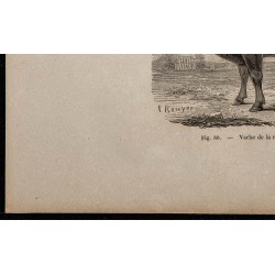 1860 - Vache de la race de Zillerthal 