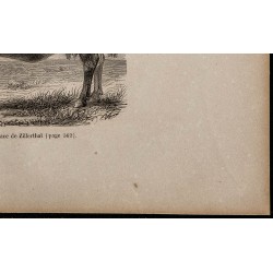 1860 - Vache de la race de Zillerthal 