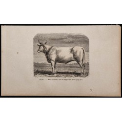 1860 - Bœuf de Crimée, race des steppes de la Russie 
