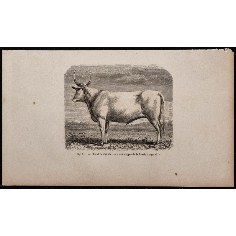 1860 - Bœuf de Crimée, race des steppes de la Russie 