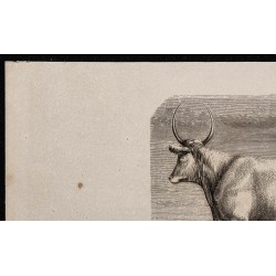 1860 - Bœuf de Crimée, race des steppes de la Russie 