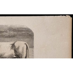 1860 - Bœuf de Crimée, race des steppes de la Russie 