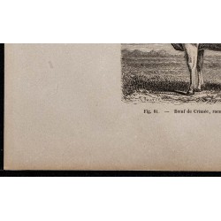 1860 - Bœuf de Crimée, race des steppes de la Russie 