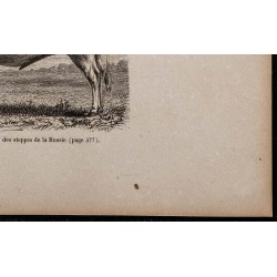 1860 - Bœuf de Crimée, race des steppes de la Russie 