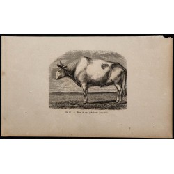 1860 - Bœuf de race podolienne 
