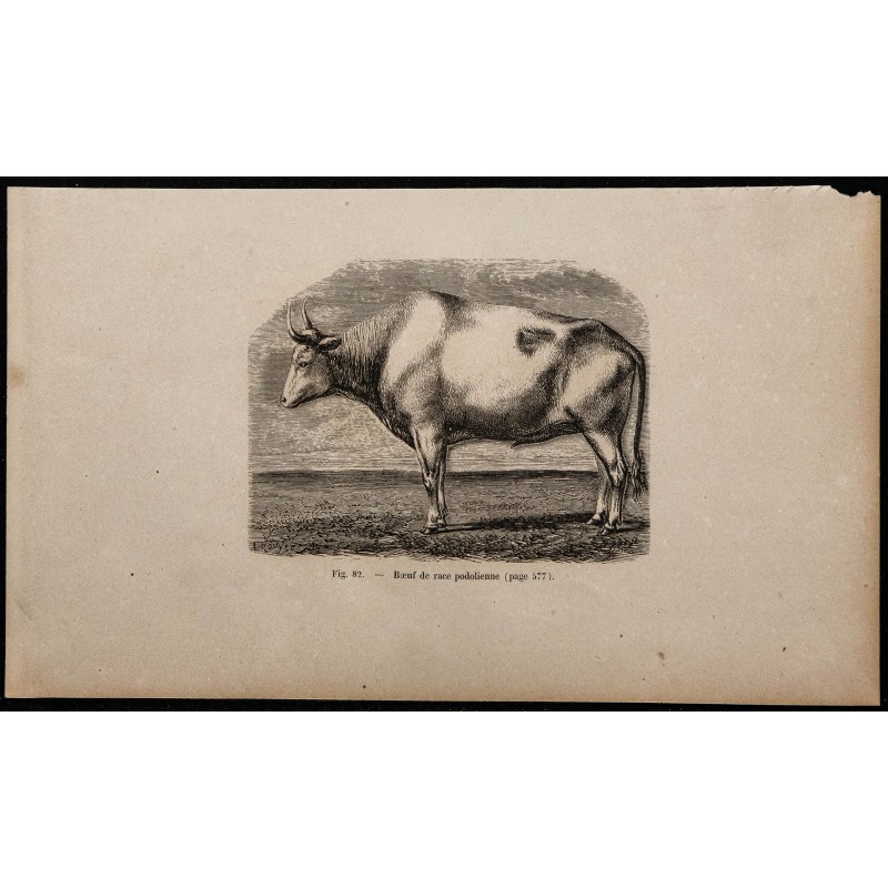 1860 - Bœuf de race podolienne 