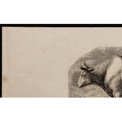 1860 - Bœuf de race podolienne 