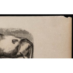 1860 - Bœuf de race podolienne 