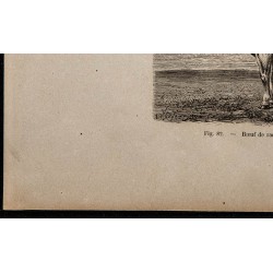 1860 - Bœuf de race podolienne 