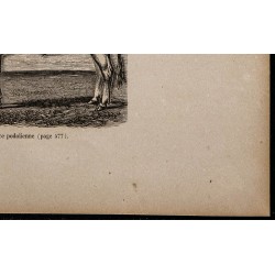 1860 - Bœuf de race podolienne 