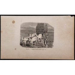 1860 - Attelage de bœufs moldaves 