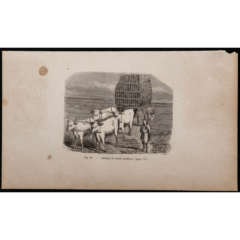 1860 - Attelage de bœufs moldaves 