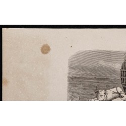 1860 - Attelage de bœufs moldaves 
