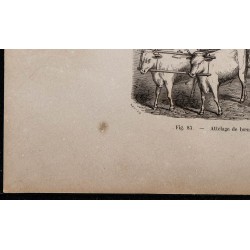 1860 - Attelage de bœufs moldaves 