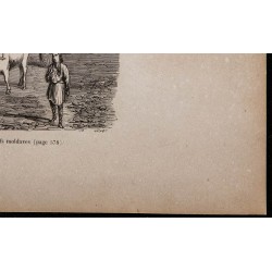 1860 - Attelage de bœufs moldaves 