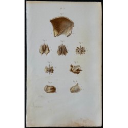 1852 - Os pariétal et ethmoïde crâne 